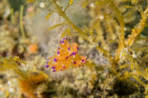 Coryphellina lotos