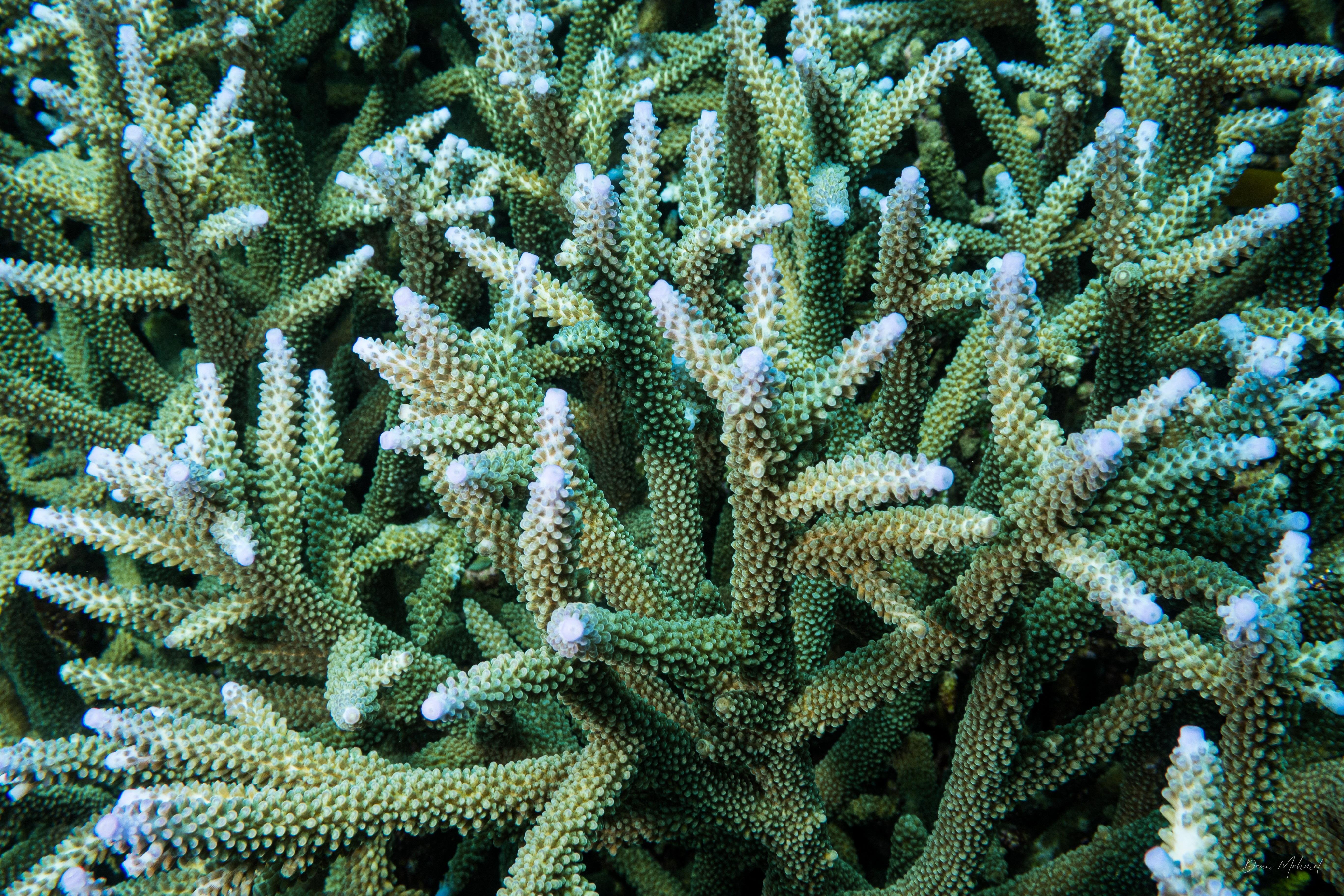 Brown Staghorn Coral