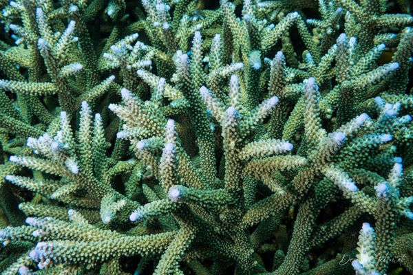 Brown Staghorn Coral