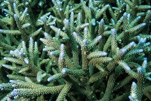 Brown Staghorn Coral