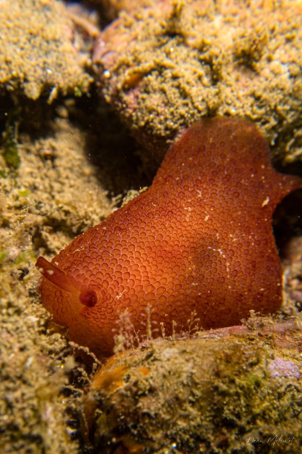 Peron's Pleurobranch
