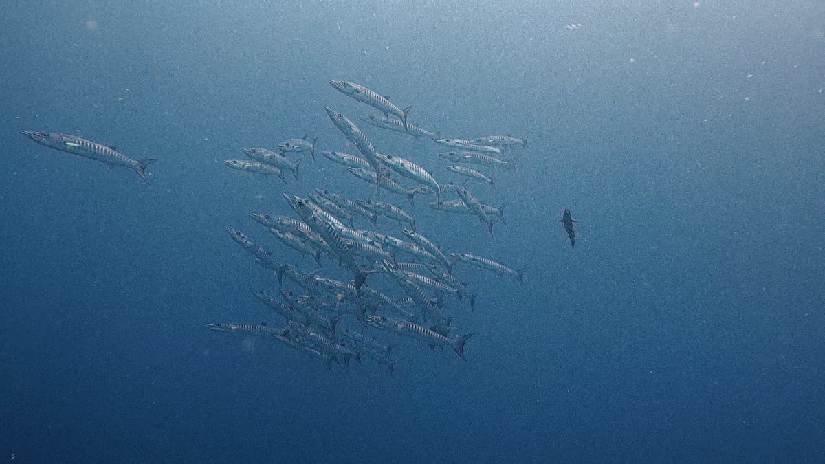 Blackfin Barracuda