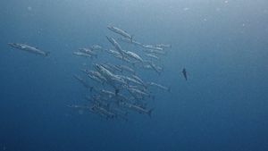 Blackfin Barracuda