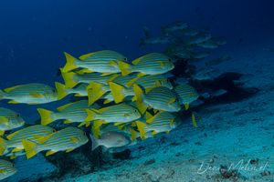 Ribbon Sweetlips