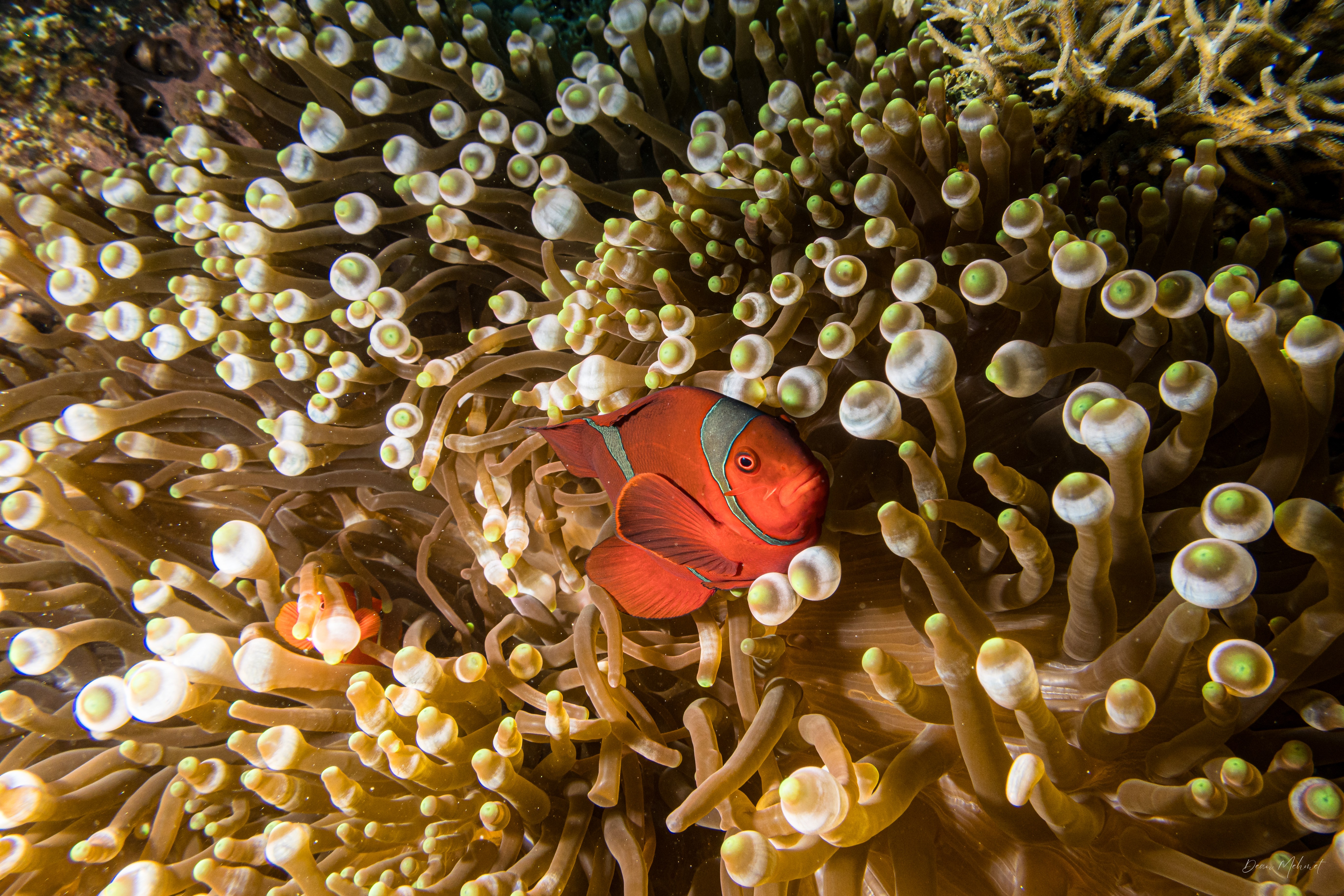 Spine-cheek Clownfish