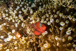 Spine-cheek Clownfish