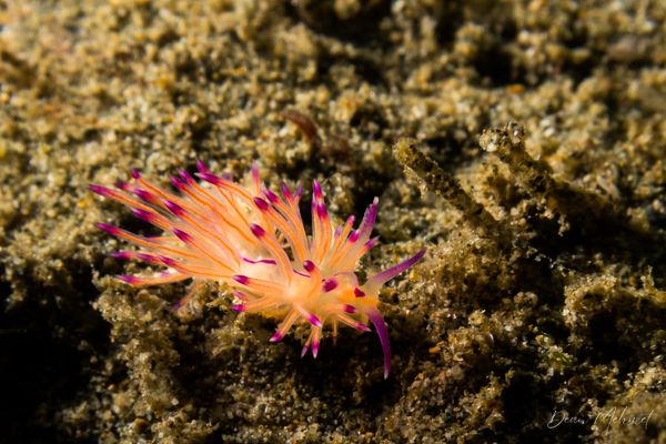 Coryphellina lotos - Ambon - 15 September 2026 - Dive 1 - Air Manis