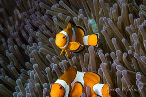 Western Clown Anemonefish