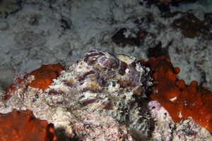 Reef Stonefish