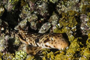 Carpet Sharks representative species