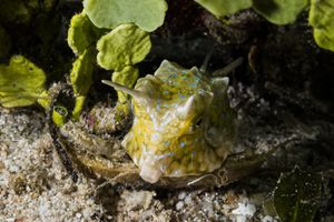 Longhorn Cowfish