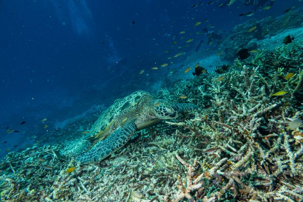 Sawandarek Jetty encounter 20