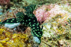 Crested Nembrotha
