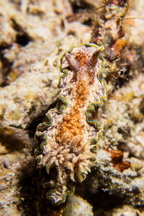 Glossodoris acosti
