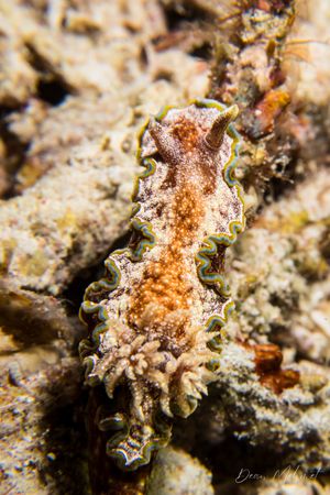 Glossodoris acosti