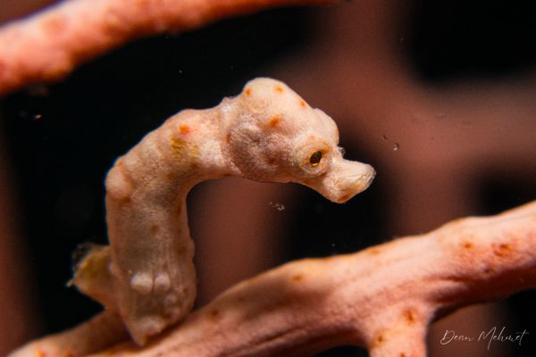 Denise's Pygmy Seahorse