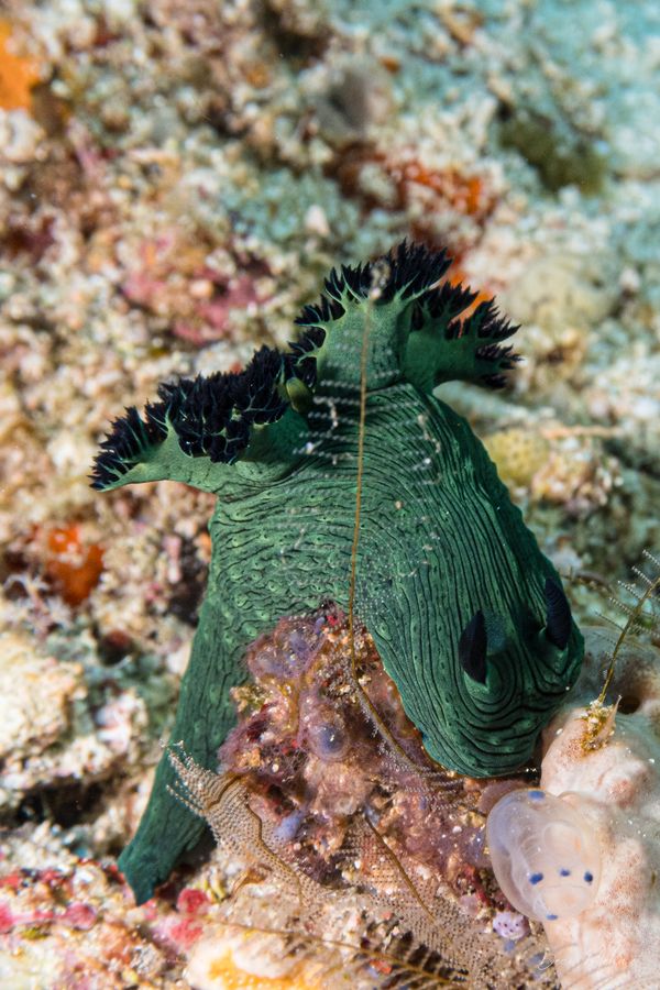 Miller's Nembrotha