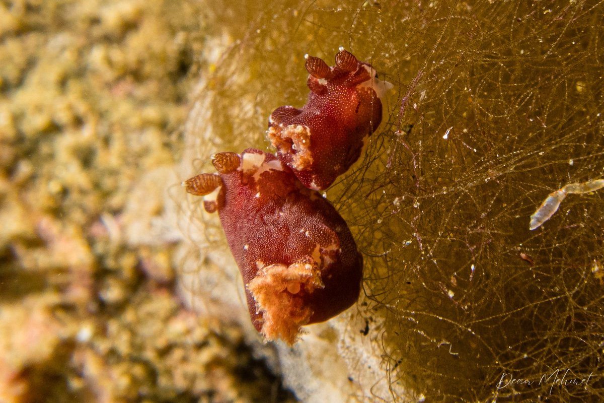 Platydoris sanguinea