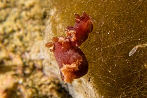 Platydoris sanguinea