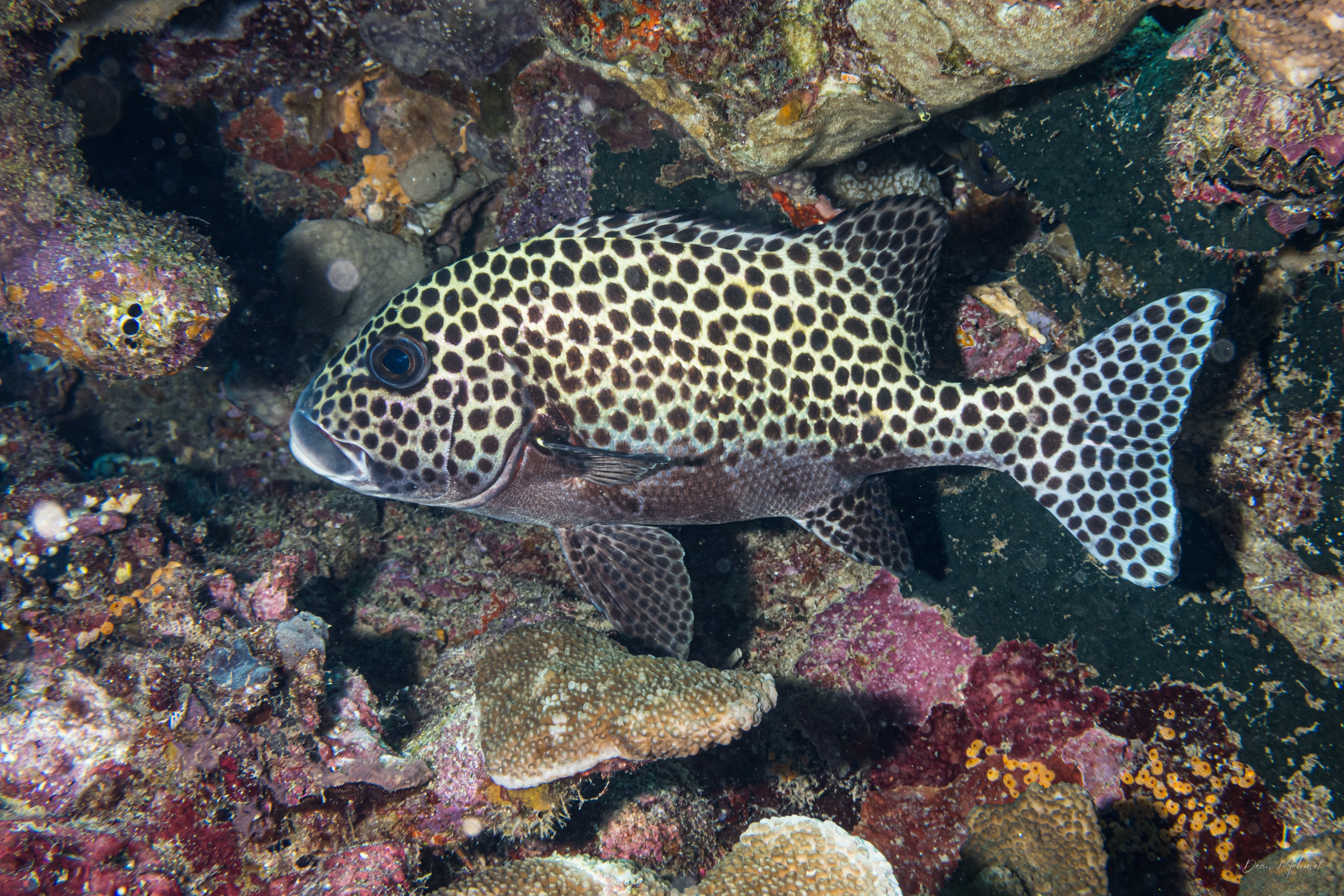 Harlequin Sweetlips