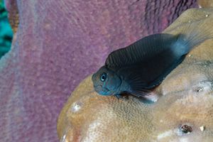 Namiye's Combtooth Blenny