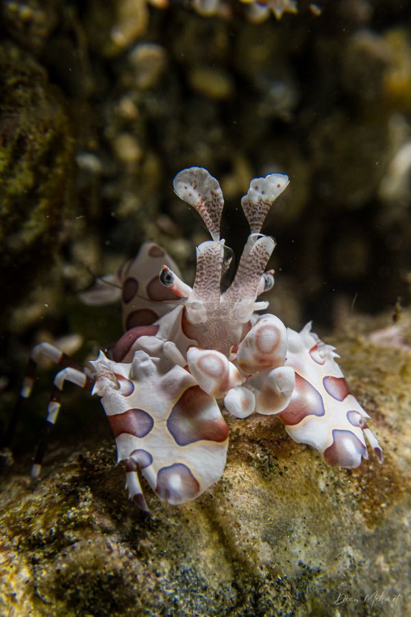 Harlequin Shrimp