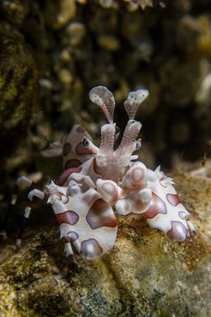 Harlequin Shrimp