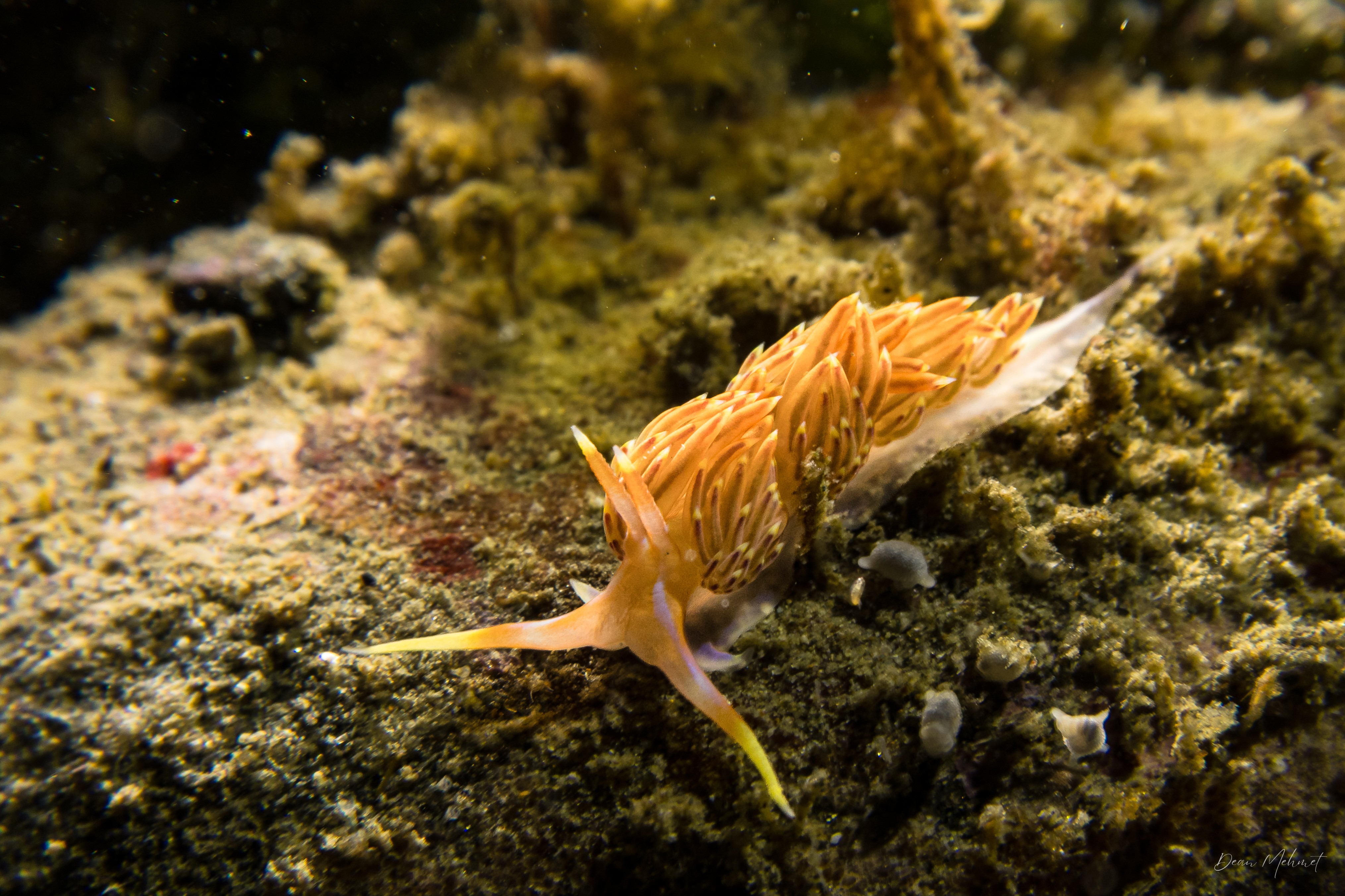 Four-colour Nudibranch