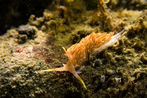 Four-colour Nudibranch