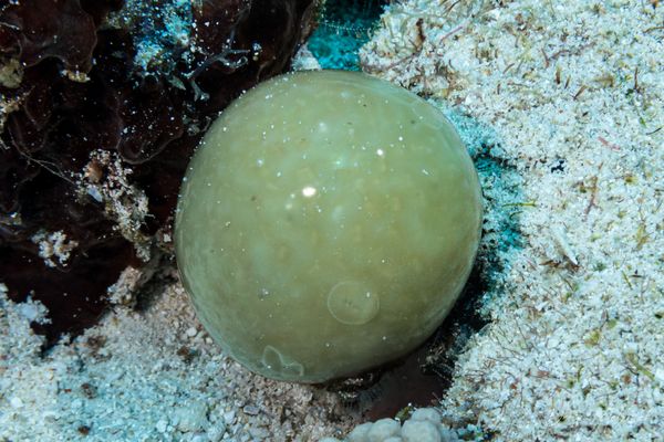 Sardine Reef encounter 24