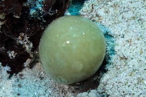 sailor's eyeball alga