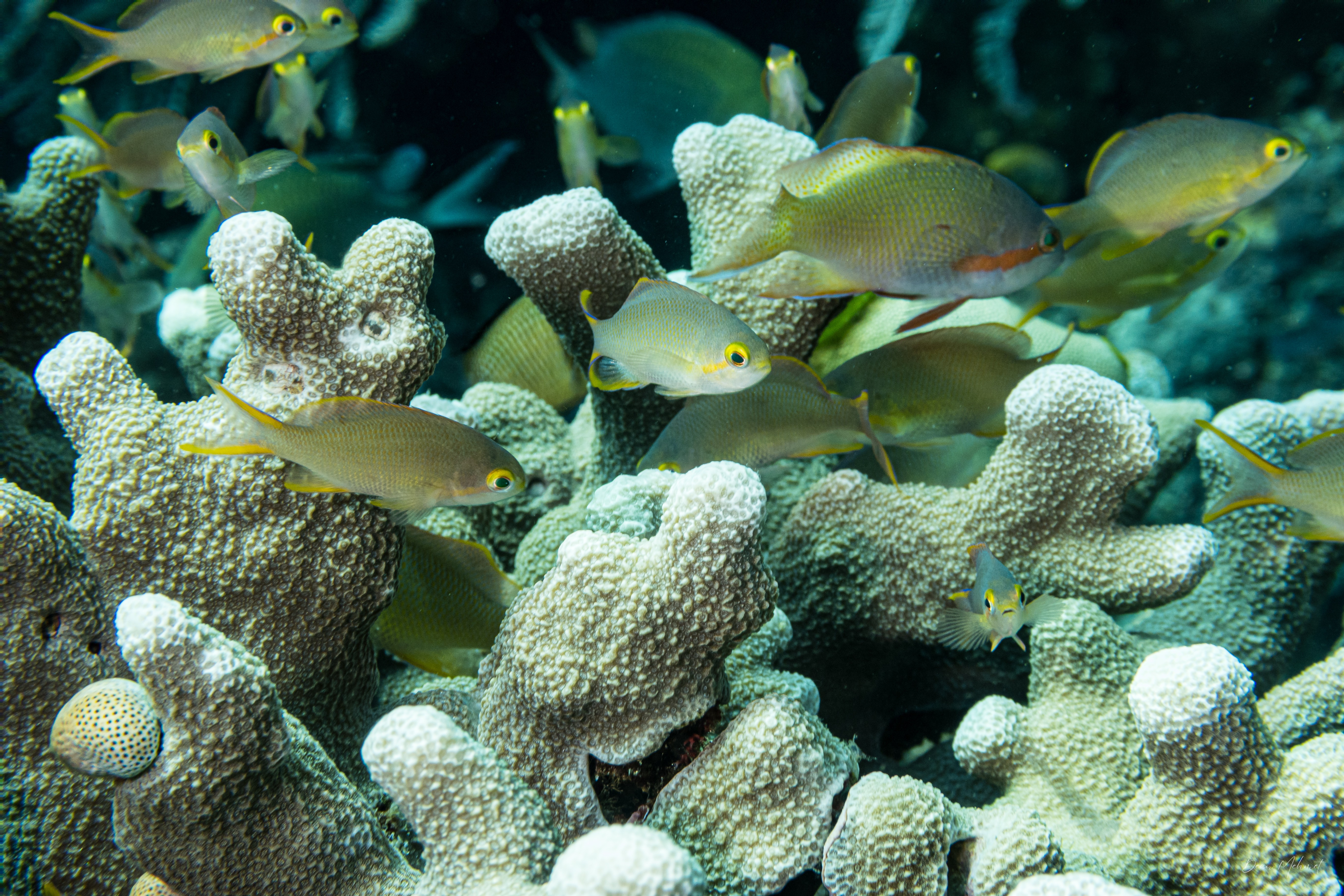 Pacific Basslet