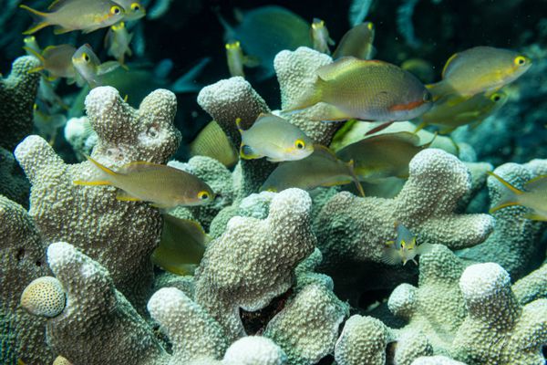 Pacific Basslet