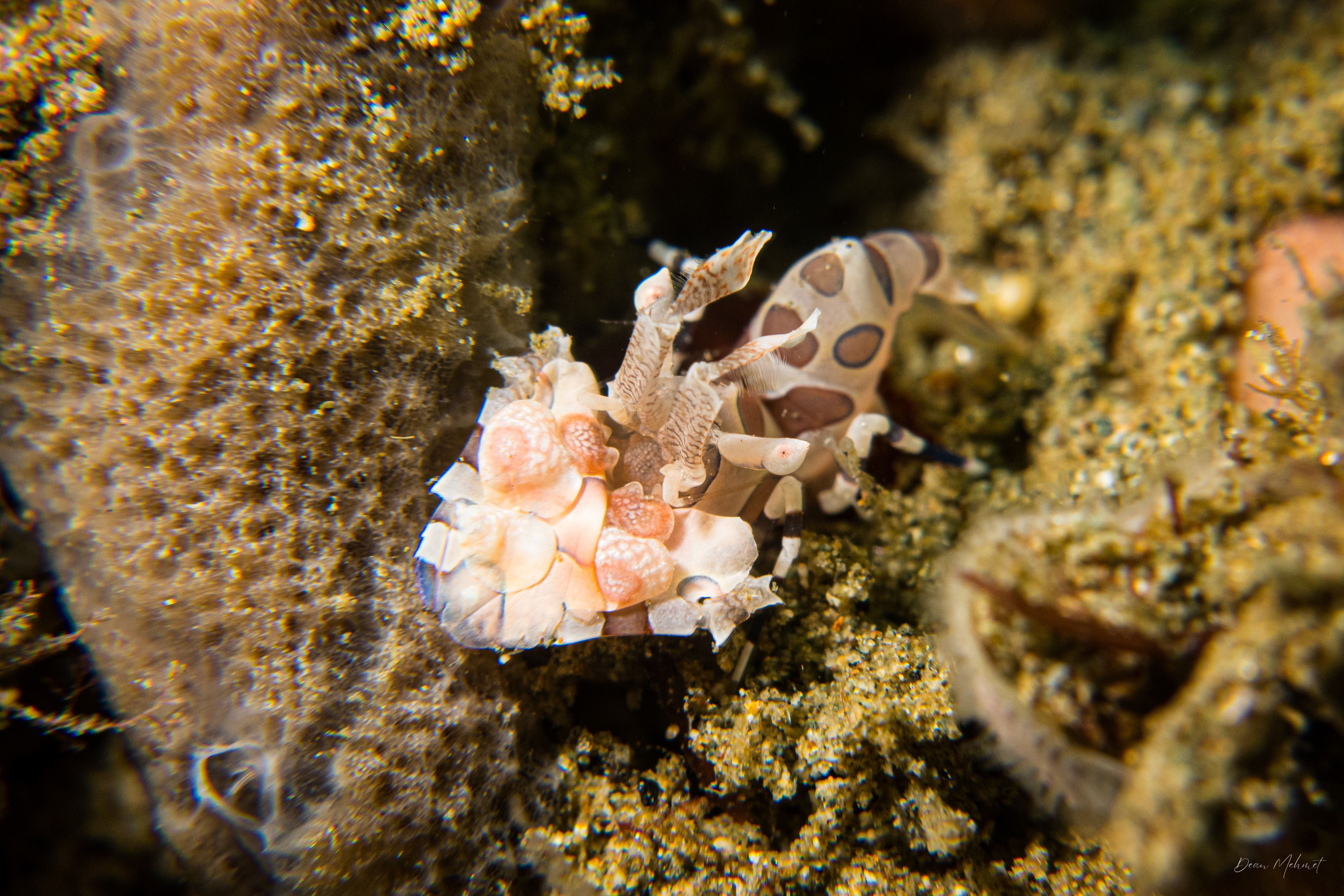 Harlequin Shrimp