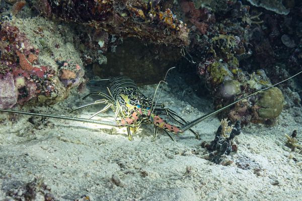 Painted Spiny Lobster - Photo 7
