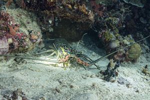 Painted Spiny Lobster