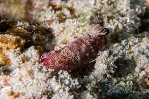 Reticulated Goniobranchus