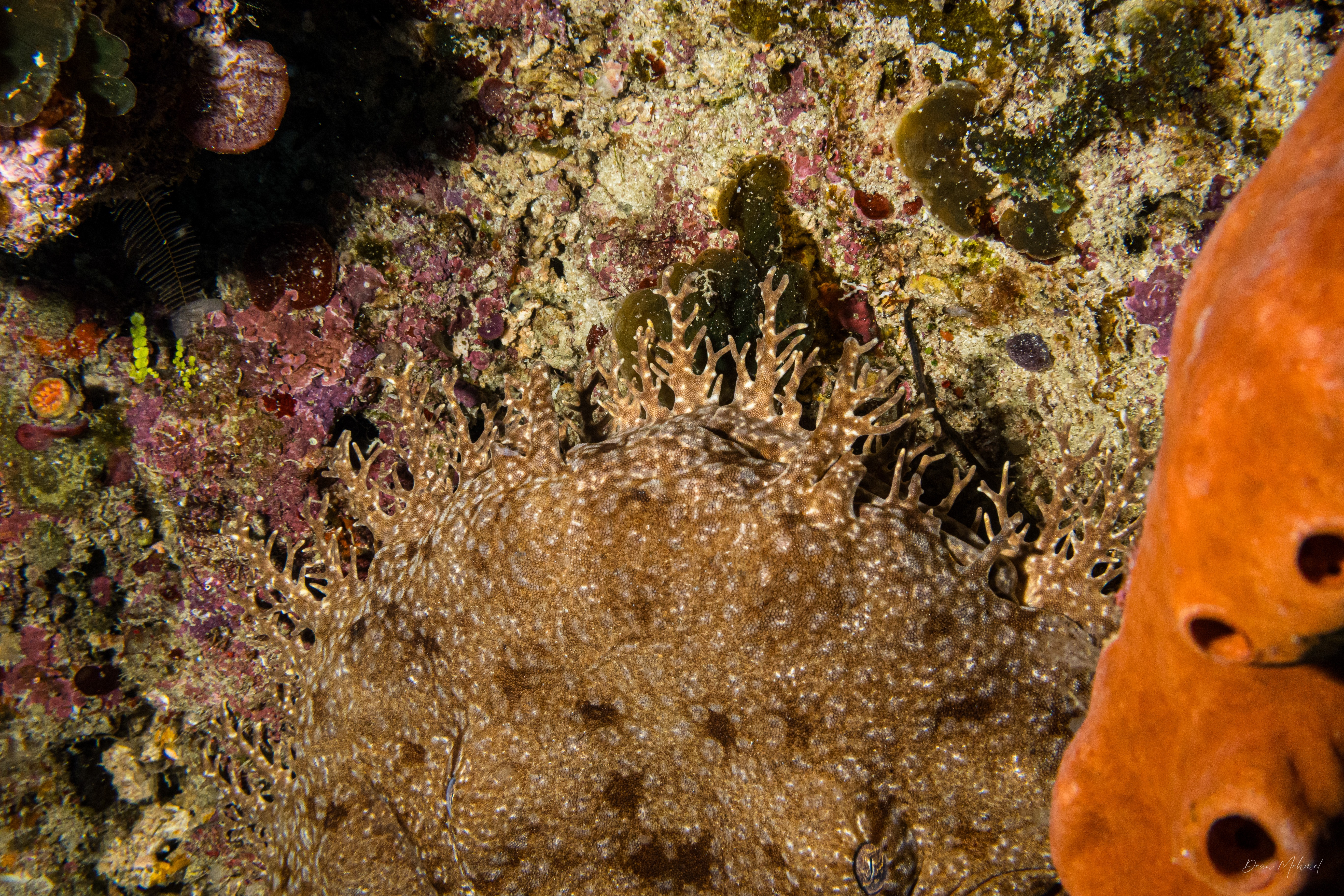 Tasselled Wobbegong