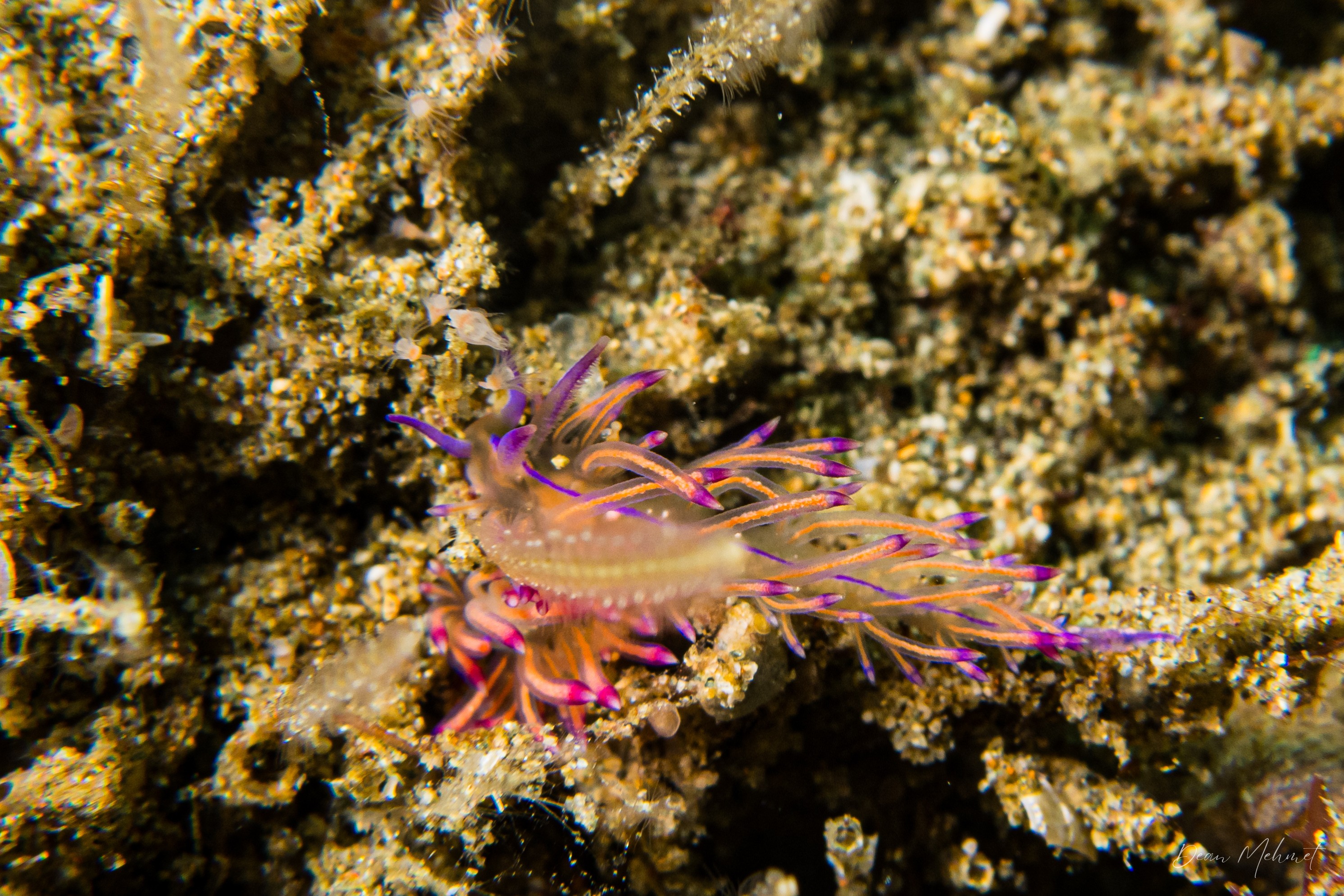 Coryphellina lotos