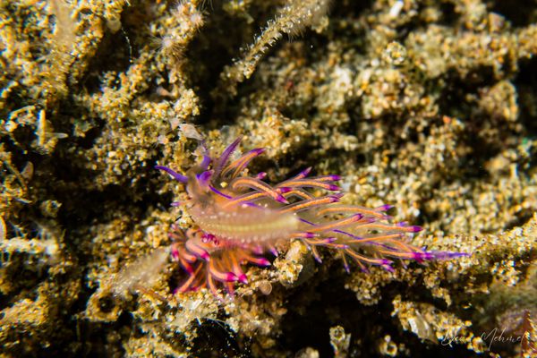 Coryphellina lotos - Ambon - 15 September 2026 - Dive 1 - Air Manis