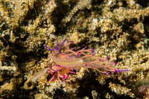 Coryphellina lotos from Ambon