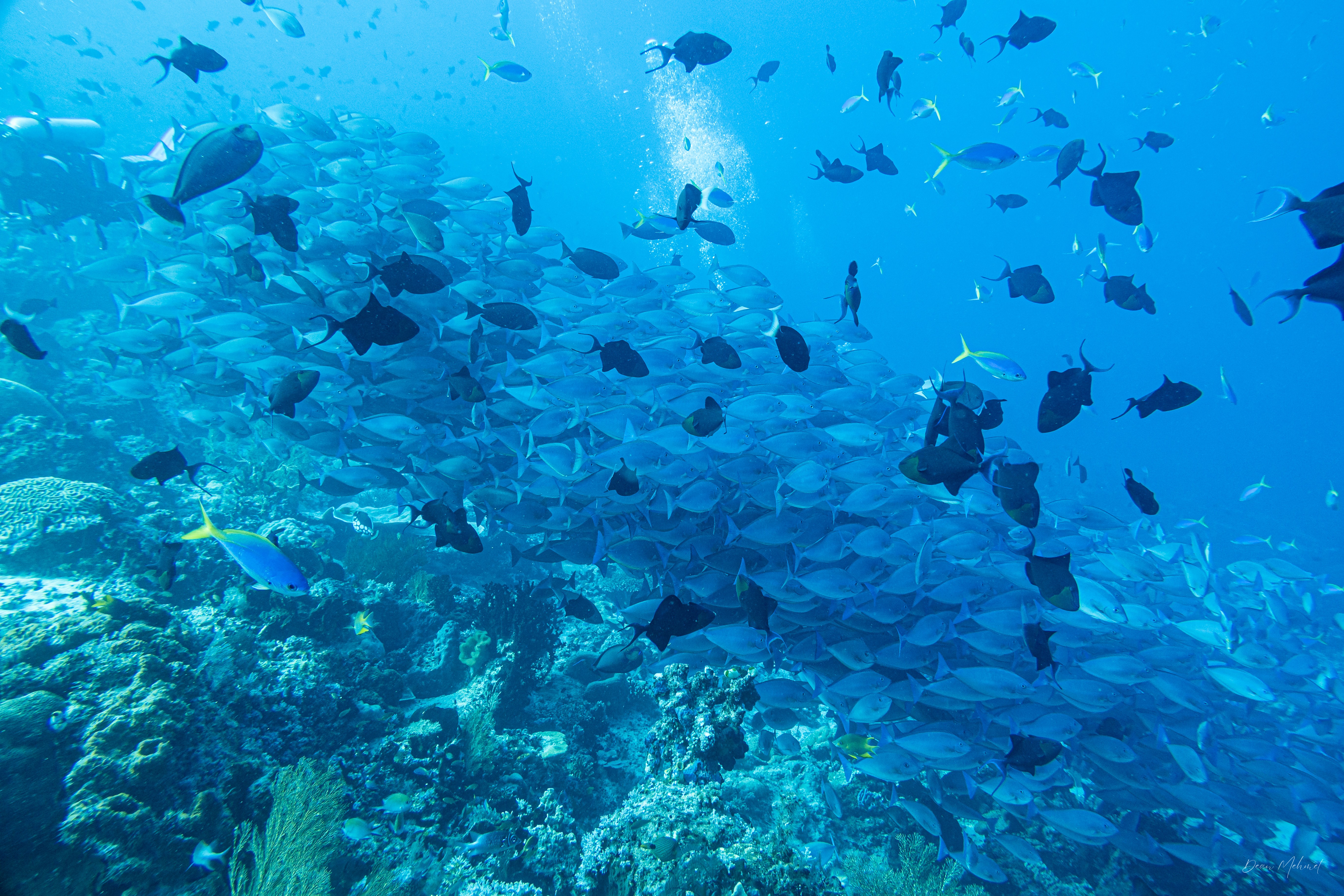Redtooth Triggerfish