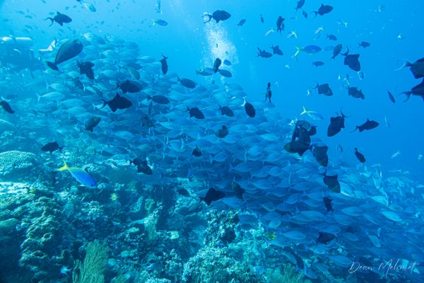 Redtooth Triggerfish - Photo 18