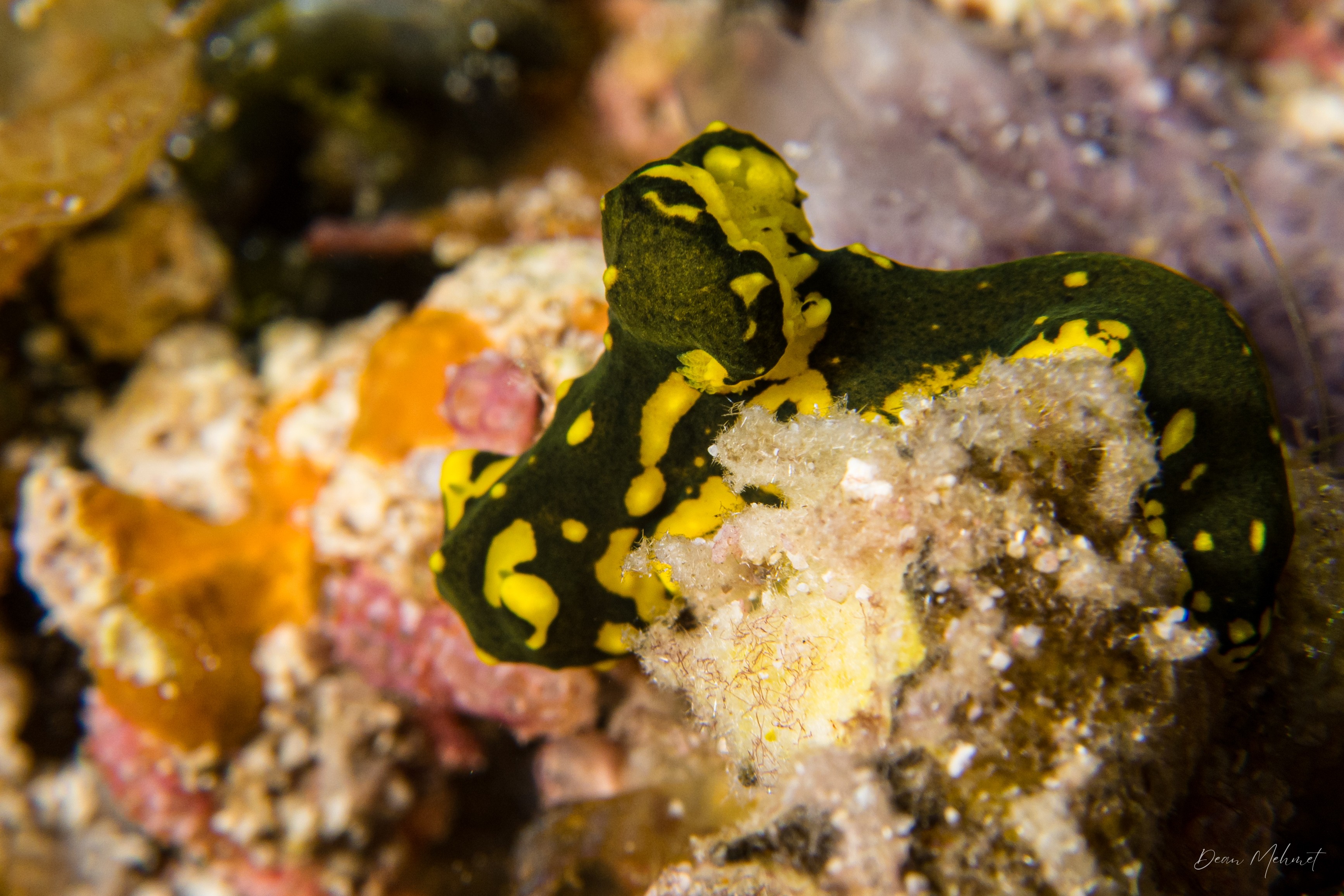 Gardiner's Banana Nudibranch