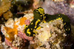 Gardiner's Banana Nudibranch from Raja Ampat