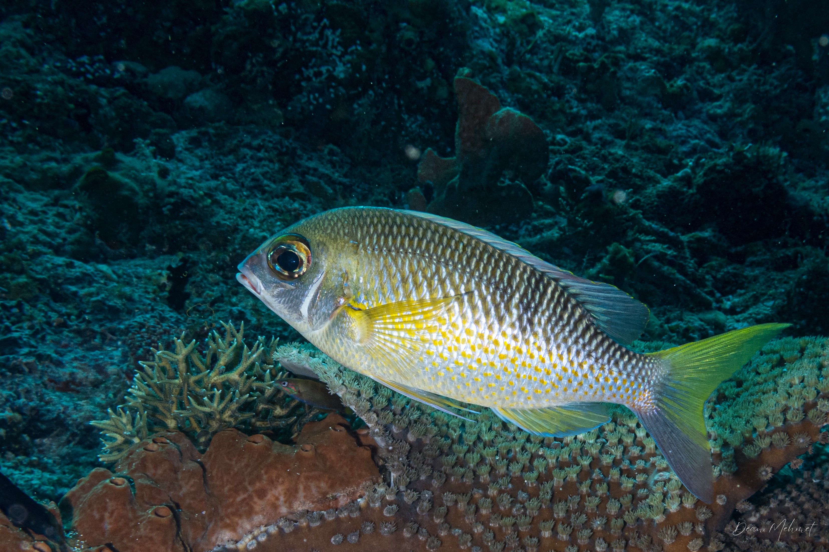 Pearly Monocle Bream