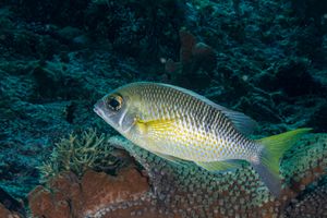 Pearly Monocle Bream representative species