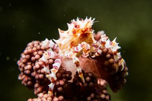 Soft Coral Crab