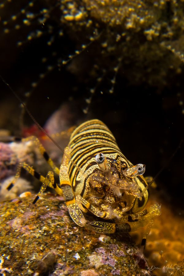 bumblebee shrimp