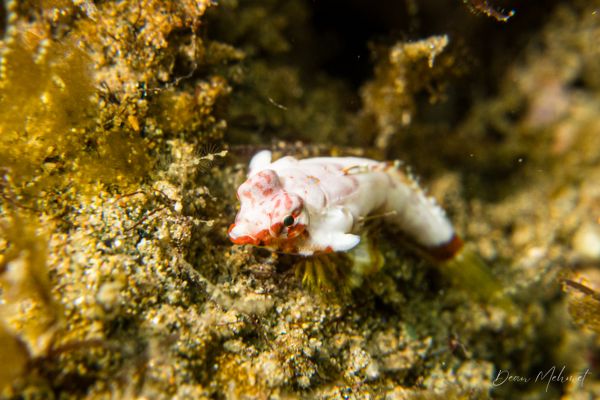 Archive frame - Ambon - 15 September 2026 - Dive 1 - Air Manis